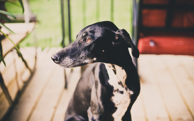 Обои картинки фото животные, собаки, собака, друг, взгляд