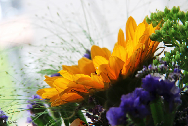 Обои картинки фото цветы, подсолнухи, лепестки