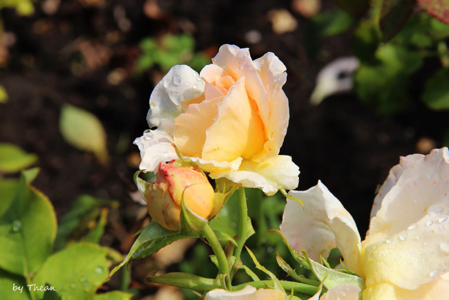 Обои картинки фото цветы, розы, бутоны, капли