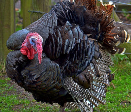 Картинка животные индюки оперение хвост индюк