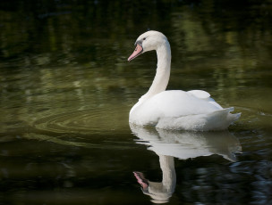 Картинка животные лебеди грация вода белый лебедь