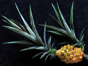 Картинка еда ананас