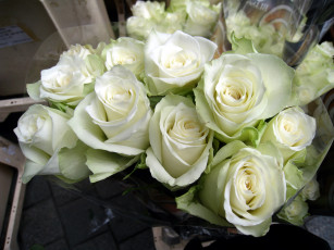 Картинка цветы розы белый