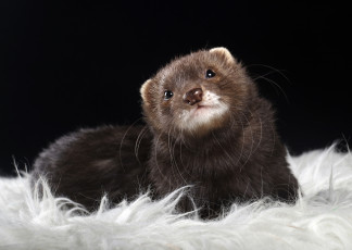 Картинка животные хорьки +ласки +соболи +горностаи +куницы зверек