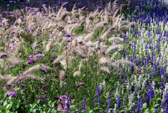 Картинка цветы луговые+ полевые +цветы разнотравье