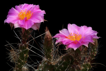 Картинка цветы кактусы розовый