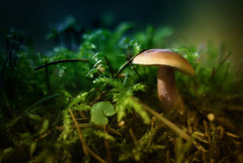 Картинка природа грибы макро