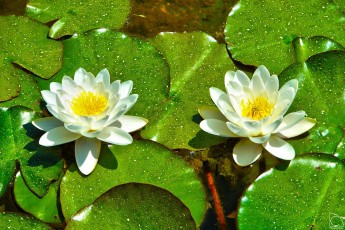 Картинка цветы лилии+водяные +нимфеи +кувшинки дуэт