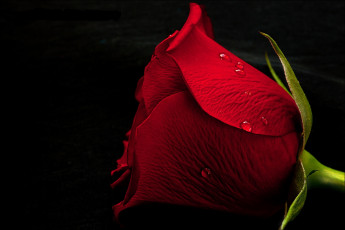 Картинка цветы розы бутон