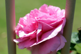 Картинка цветы розы макро розовый