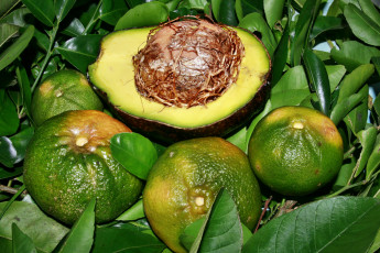 Картинка еда фрукты +ягоды авокадо мандарины