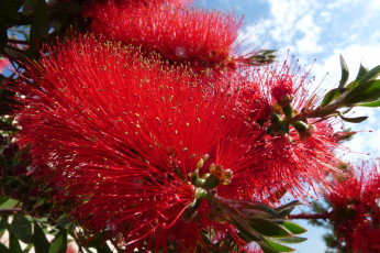 Картинка цветы каллистемон ершики