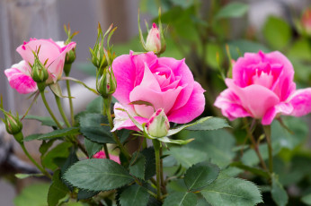 Картинка цветы розы куст