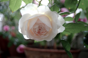 Картинка цветы розы нежность