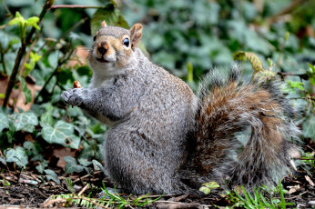 Картинка животные белки белка