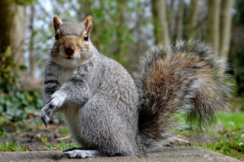 Картинка животные белки белка хвост взгляд