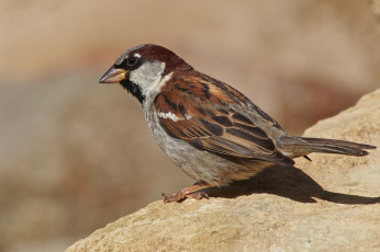 Картинка животные воробьи воробей