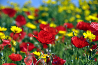 Картинка цветы луговые+ полевые +цветы ромашки маки