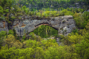 Картинка природа лес арка каменная овраг