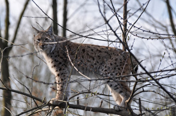 Картинка животные рыси лес рысь