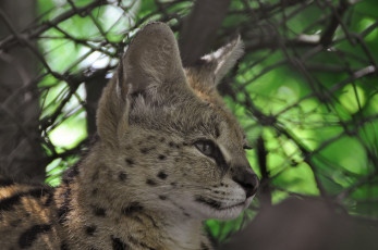 Картинка животные сервалы профиль морда сервал