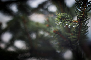 Картинка природа макро зеленый капли иголки хвоя