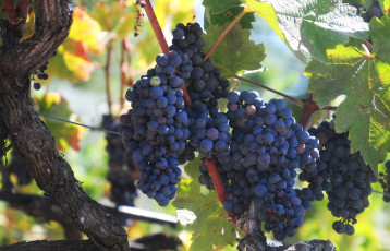 Картинка природа Ягоды +виноград гроздья