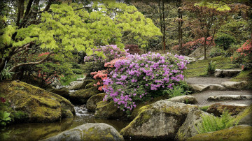 Картинка природа парк кусты азалия