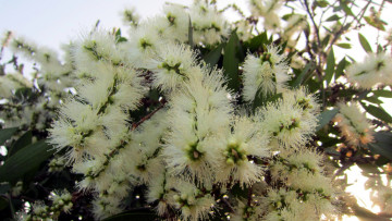 Картинка цветы каллистемон пушистик