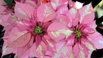 Картинка цветы пуансеттия розовый