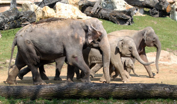 Картинка животные слоны стадо