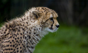 Картинка животные гепарды профиль морда гепард