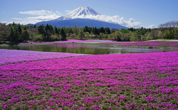 Картинка природа пейзажи лес снег цветы луг гора водоем облака