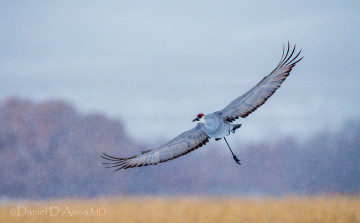 Картинка животные журавли полет