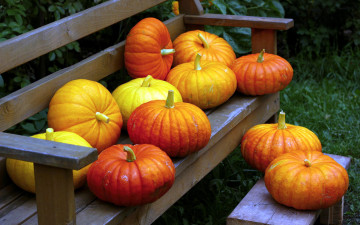 Картинка еда тыква урожай тыквы скамейка