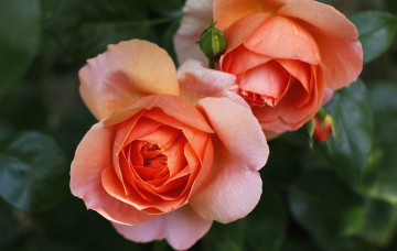 Картинка цветы розы оранжевый