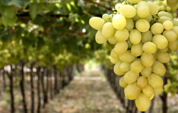 Картинка природа Ягоды +виноград гроздь