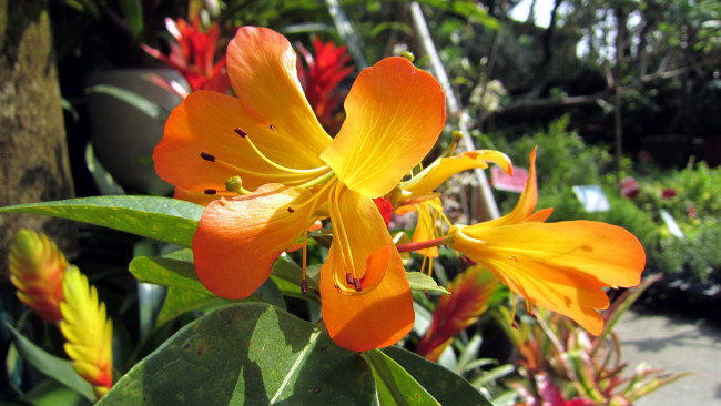 Обои картинки фото цветы, макро, желтый