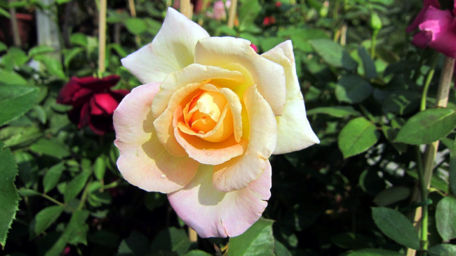 Обои картинки фото цветы, розы, чайная, роза