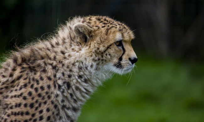 Обои картинки фото животные, гепарды, профиль, морда, гепард