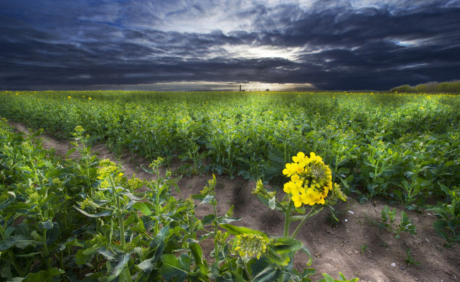 Обои картинки фото природа, поля, поле, растения, борозда, горизонт, тучи, сумрак