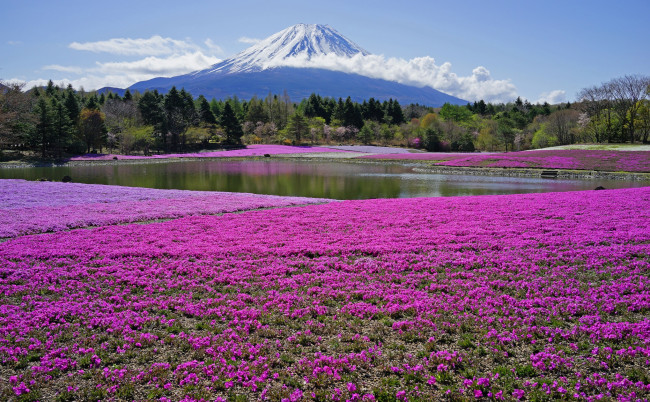 Обои картинки фото природа, пейзажи, лес, снег, цветы, луг, гора, водоем, облака