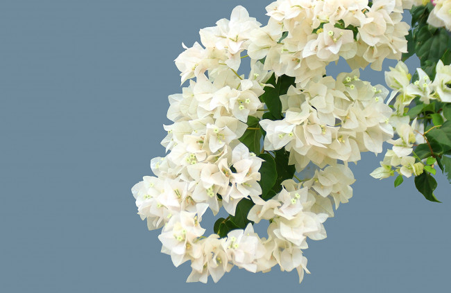 Обои картинки фото цветы, бугенвиллея, цветение