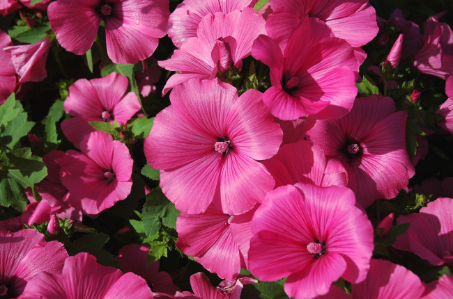 Обои картинки фото цветы, лаватера, розовый