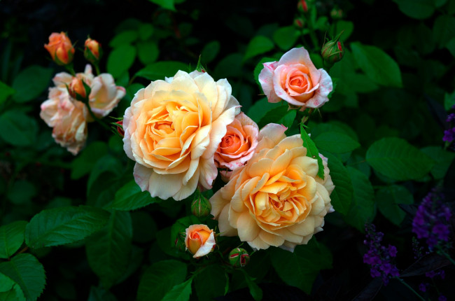 Обои картинки фото цветы, розы, желтый