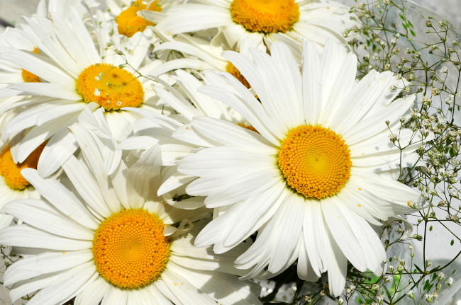 Обои картинки фото цветы, ромашки, лепестки