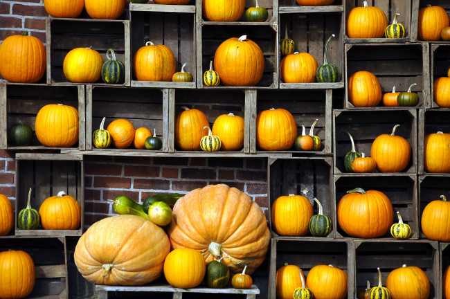 Обои картинки фото еда, тыква, тыквы, полки, урожай, много, полосатый, желтый
