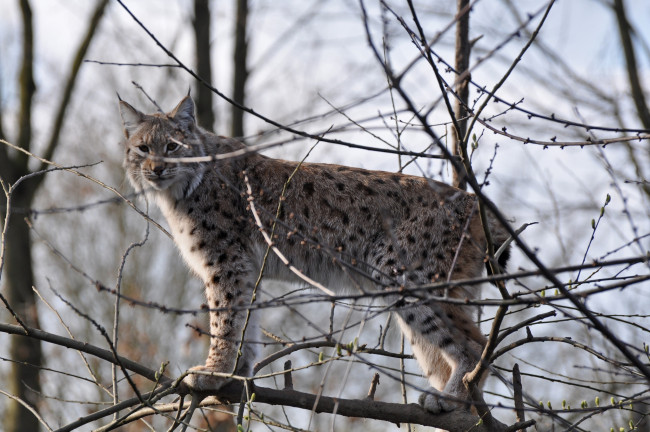 Обои картинки фото животные, рыси, лес, рысь