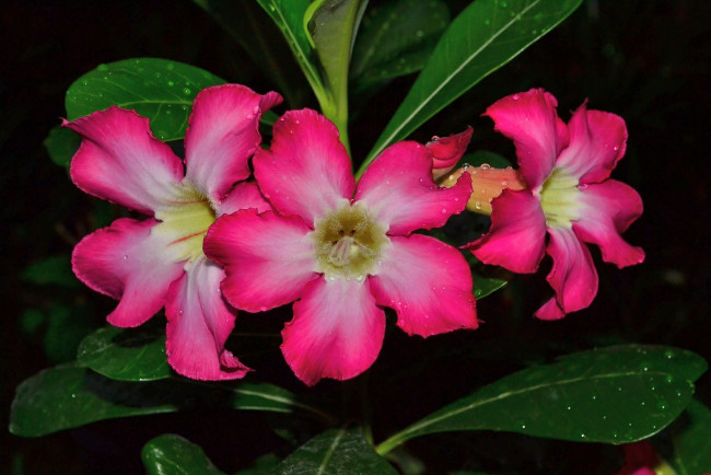 Обои картинки фото цветы, адениум , пустынная роза, пустынная, роза