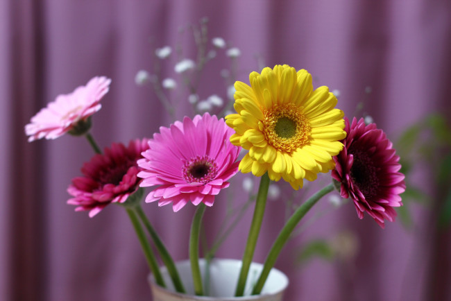 Обои картинки фото цветы, герберы, букет